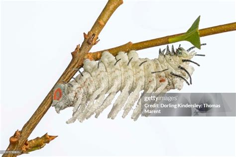 Atlas Moth Caterpillar Eating A Leaf High-Res Stock Photo - Getty Images