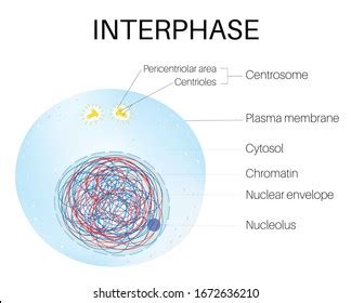 Interphase Diagram