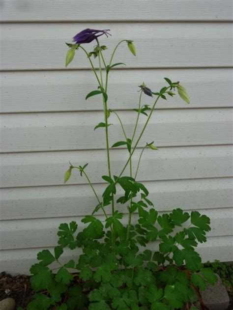 Tall Stems Purple Flowers