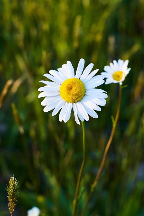 Daisies are blooming : r/gso