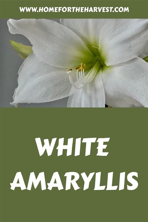 An introduction to white amaryllis 🌸 ️ From bulb to breathtaking bloom.