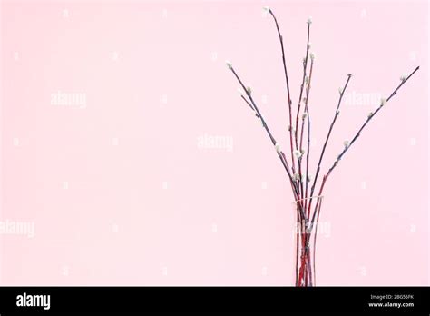 Pussy Willow Sunday Palm Sunday Feast Concept Bundle Of Flowering