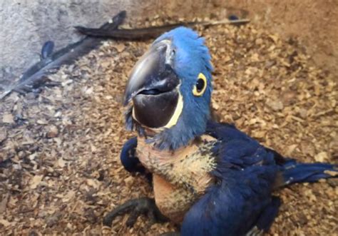 Arara azul grande quase em extinção nasce no zoo de BH VÍDEO Só