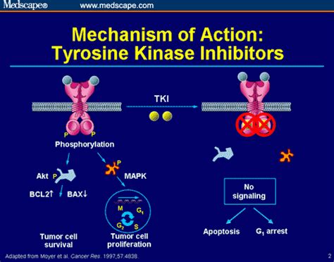 Adjuvant Therapy For Her2 Positive Breast Cancer