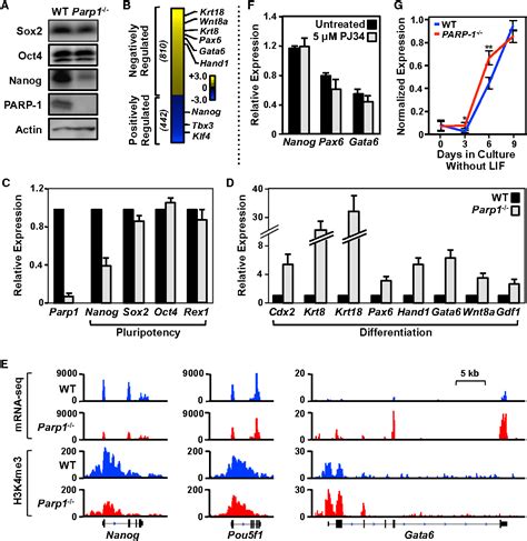 Figure From Catalytic Independent Functions Of Parp Determine Sox