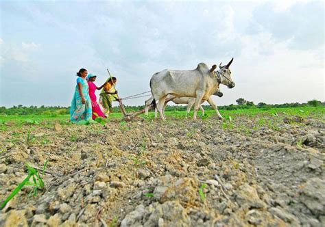 Farmer Suicides Averaged 9 A Day In Parched Maharashtra India News India Tv