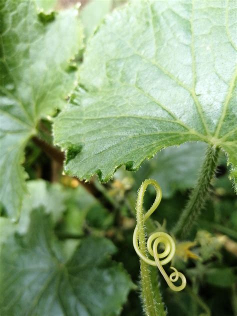 My cucumber plant grew a vine that looks like a treble clef : r ...