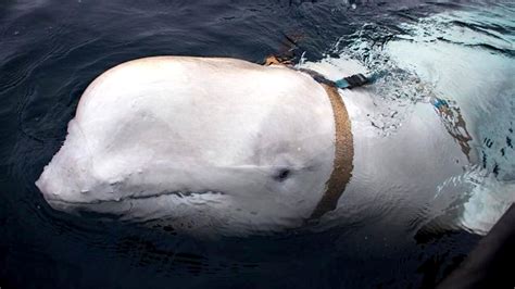 Trovata morta la balena beluga spia di Mosca ecco chi è Hvaldimir