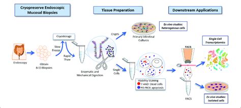 Workflow For The Cryopreservation Of Endoscopically Obtained Human