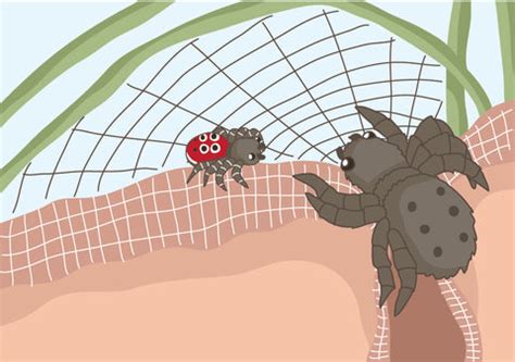 Endangered Feature Creature: The Ladybird Spider - Eco Kids Planet