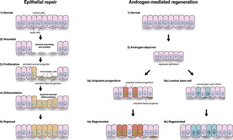 Basal Progenitors Contribute To Repair Of The Prostate Epithelium