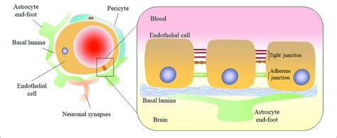 Structural Diagram Of The Blood Brain Barrier The Blood Brain