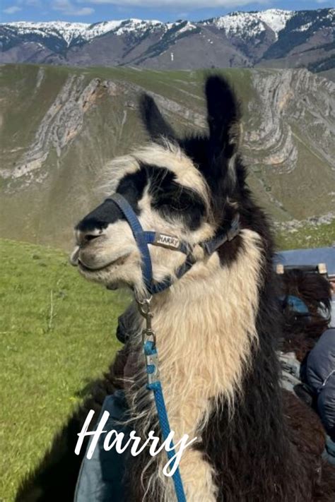 Pack Llamas You May Have Met On The Trail Wallowa Llamas Trek Eastern