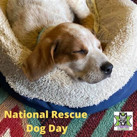 National Rescue Dog Day 2021 Frontier K9 Training