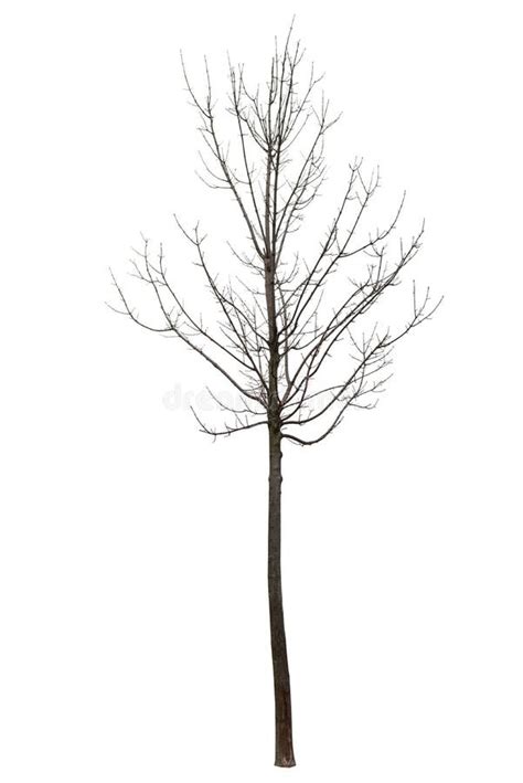 Naked Tree On White Stock Photo Image Of Isolated Clean 65018378