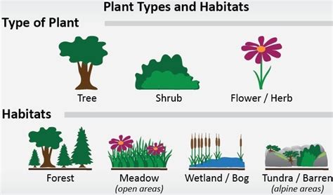 Plant Habitat and its Various Types – NCERT MCQ