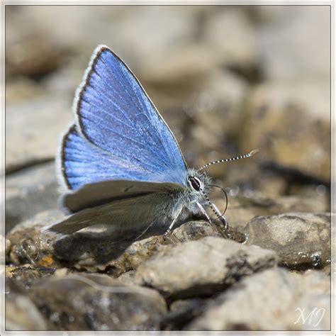 Heller Alpenbläuling Alpine argus Agriades orbitulus Markus Jäggi