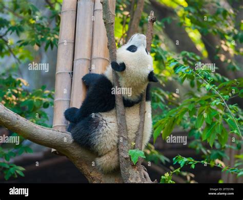 Panda bear sleeping in tree Stock Photo - Alamy