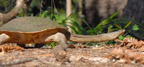 Broad Shelled Turtle Turtles Of The World INaturalist