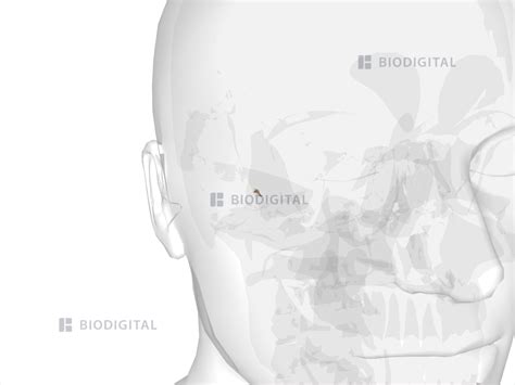 Right incus | BioDigital Anatomy