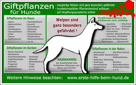 Erste Hilfe für Hunde BSNH e V