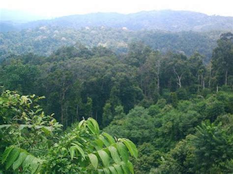 Kepentingan Hutan Konifer Kepada Pembangunan Negara - Riset