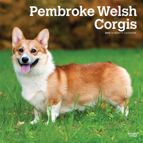 Pembroke Welsh Corgis 2023 Square Wall Calendar Browntrout