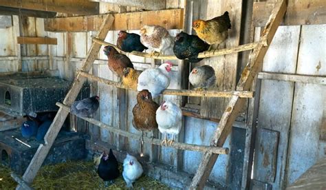 Most Common Chicken Coop Mistakes You Must Avoid