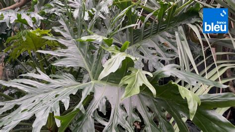 Roland Motte jardinier le monstera une liane aux feuilles géantes