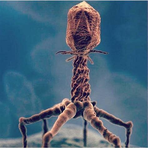 T4 bacteriophage - MEDizzy