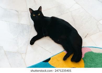 11 Thousand Small Black Pussy Royalty Free Images Stock Photos Pictures Shutterstock