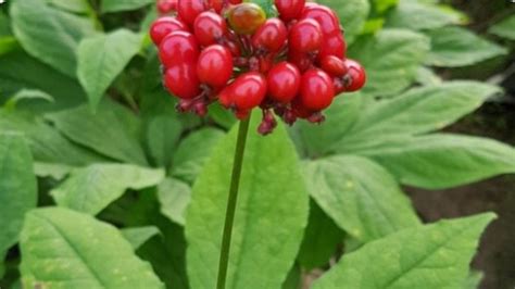 Why you could face jail time for harvesting wild ginseng in Virginia