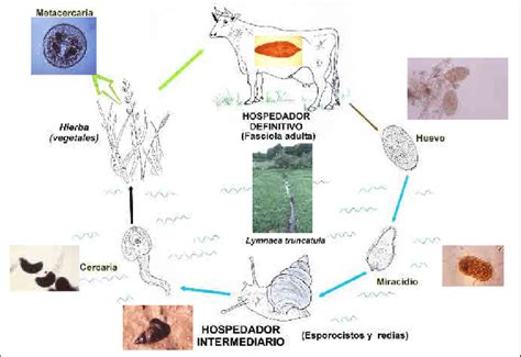 Fasciola Hepatica Life Cycle Cdc