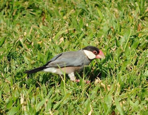 Java Sparrow Flickr Photo Sharing