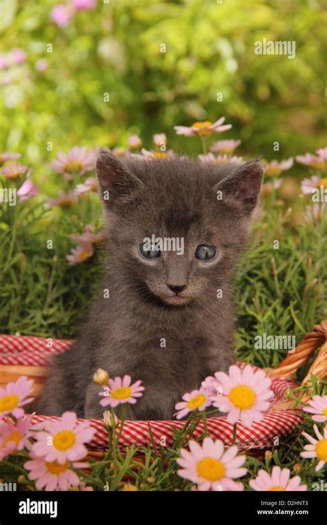 Domestic Cat Felis Silvestris Catus Sitting In A Garden Hi Res Stock