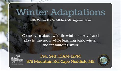 Upcoming Program Winter Adaptations With The Center For Wildlife