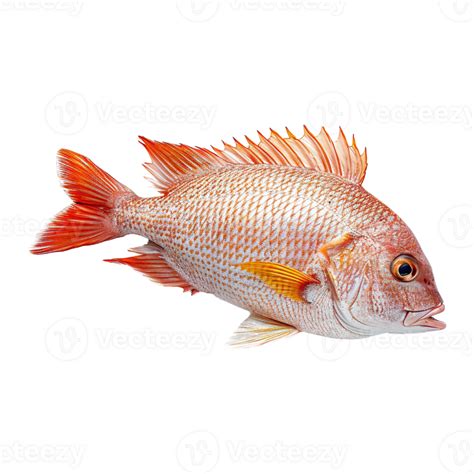 Ai Generated Red Snapper Fish Isolated On Transparent Background