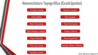 Anatom A Topogr Fica Comparada Ppt Descarga Gratuita