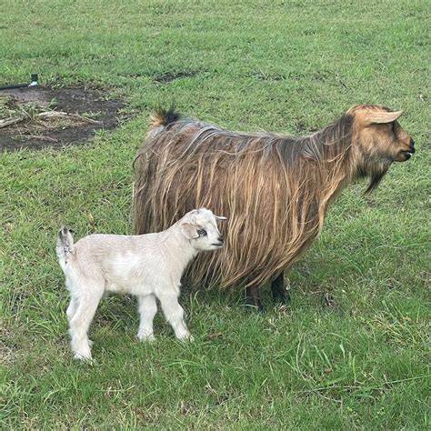 HILL COUNTRY MINIATURE SILKY FAINTING GOATS - Hill Country Mini Silky ...