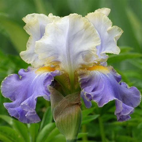 Shop Bearded Iris - August Shipped| American Meadows