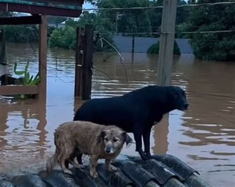 Seis Mil Animais J Foram Resgatados No Rio Grande Do Sul Veja O V Deo