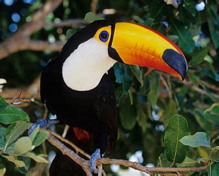 Toco Toucan Habitat