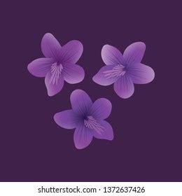 Viola Mandshurica Violet Flower Purple Flower Stock Vector Royalty