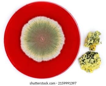 131 Penicillium Roqueforti Images, Stock Photos & Vectors | Shutterstock