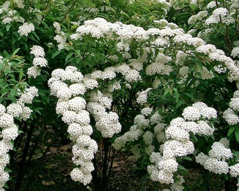 Spiraea Cantoniensis Gardensonline