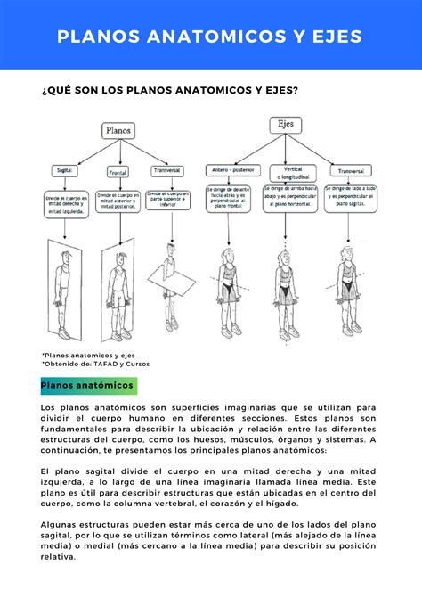Planos Y Ejes Anatomicos 4