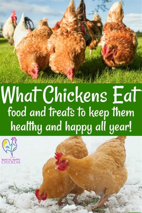 What S The Best Food For Chickens At Brandon Evans Blog