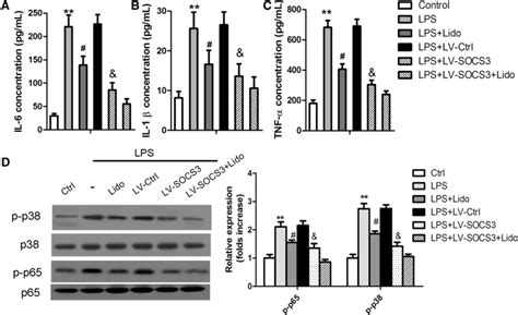 SOCS3 overexpression suppressed neuroinflammation by inhibiting NF κB