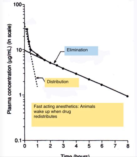 Drug Uptake And Distribution Flashcards Quizlet