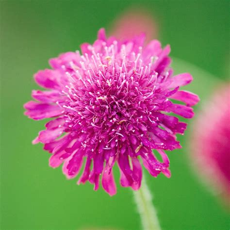 Buy Knautia macedonica 'Melton Pastels' at jparkers.co.uk